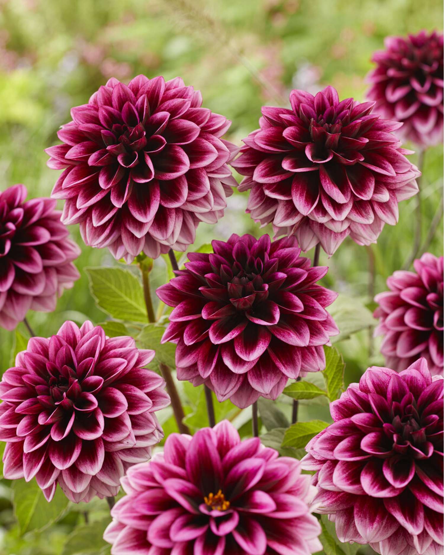 Dahlie ‘Davina Michelle’